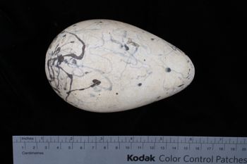 Media type: image;   Ornithology 359388 Description: Image of egg.. view of entire egg.;